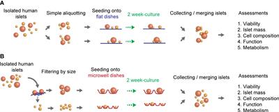 Microwell culture platform maintains viability and mass of human pancreatic islets